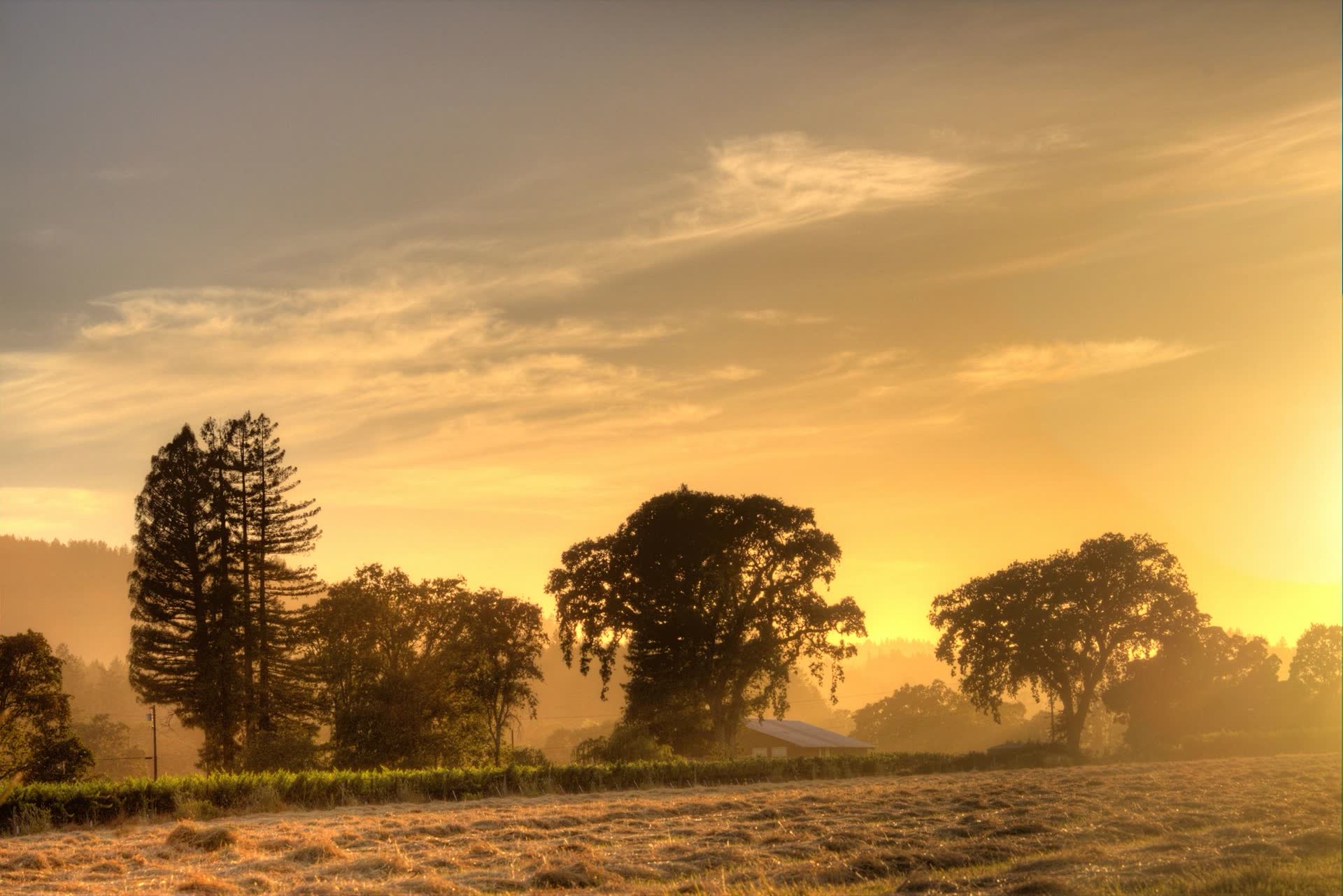 Napa Valley vineyard at golden hour