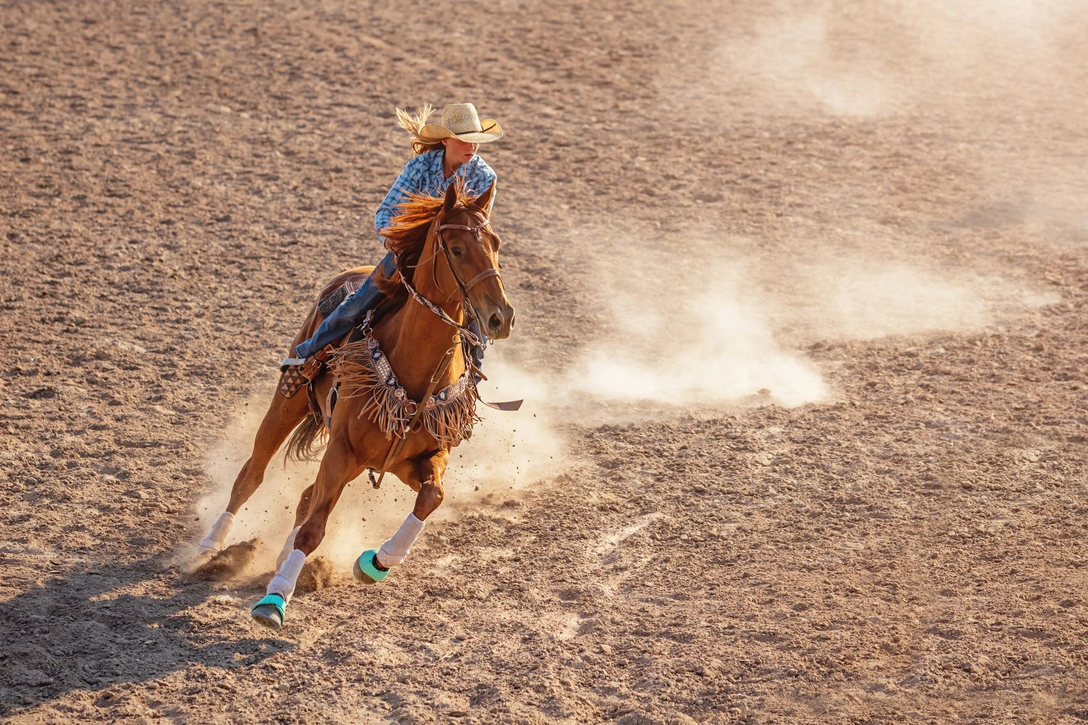 Barrel racing horse close up